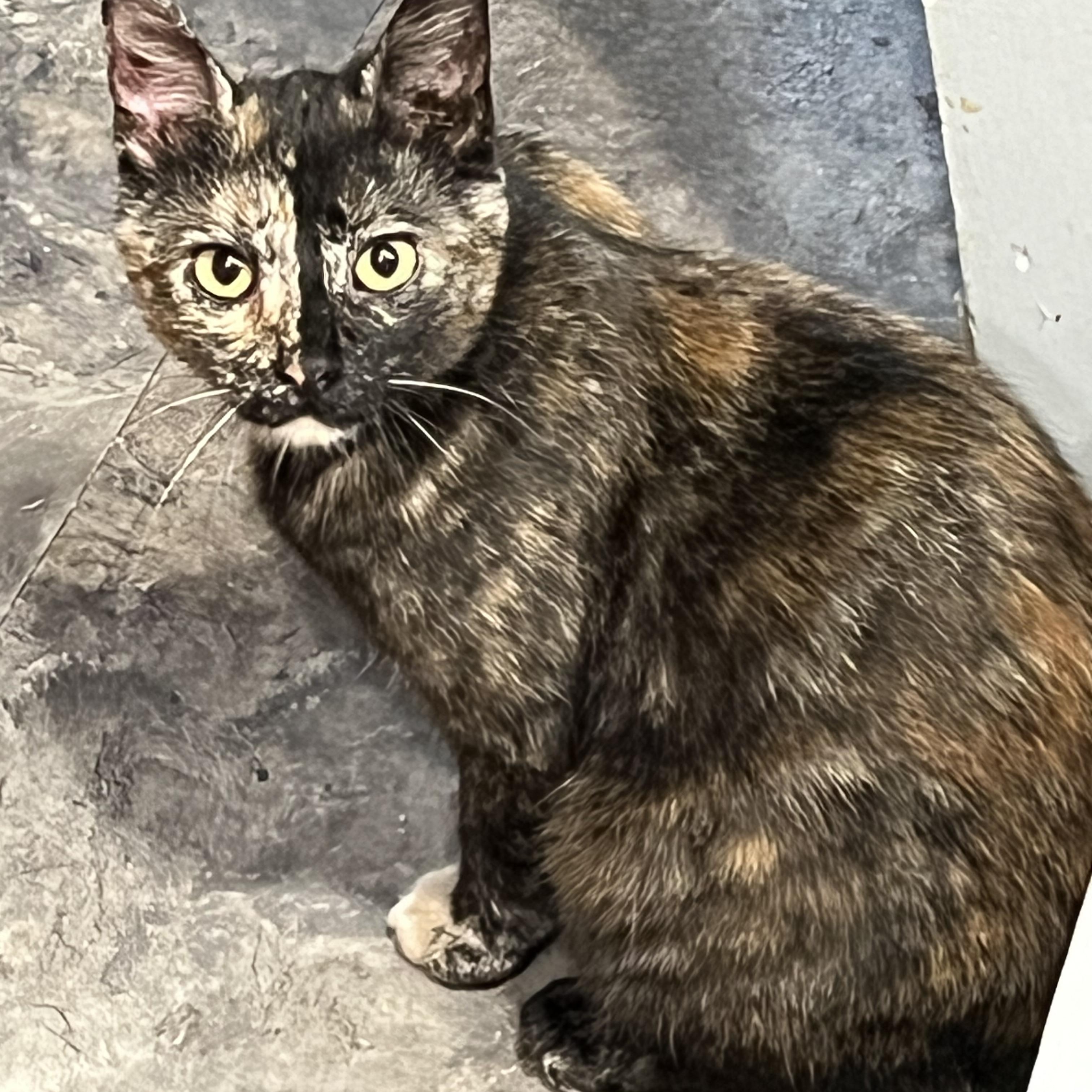 Rosie Willis, Adoptable, Young Female Domestic Short Hair.