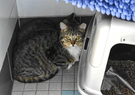 PUMPERNICKEL, Adoptable, Young Male Domestic Short Hair.