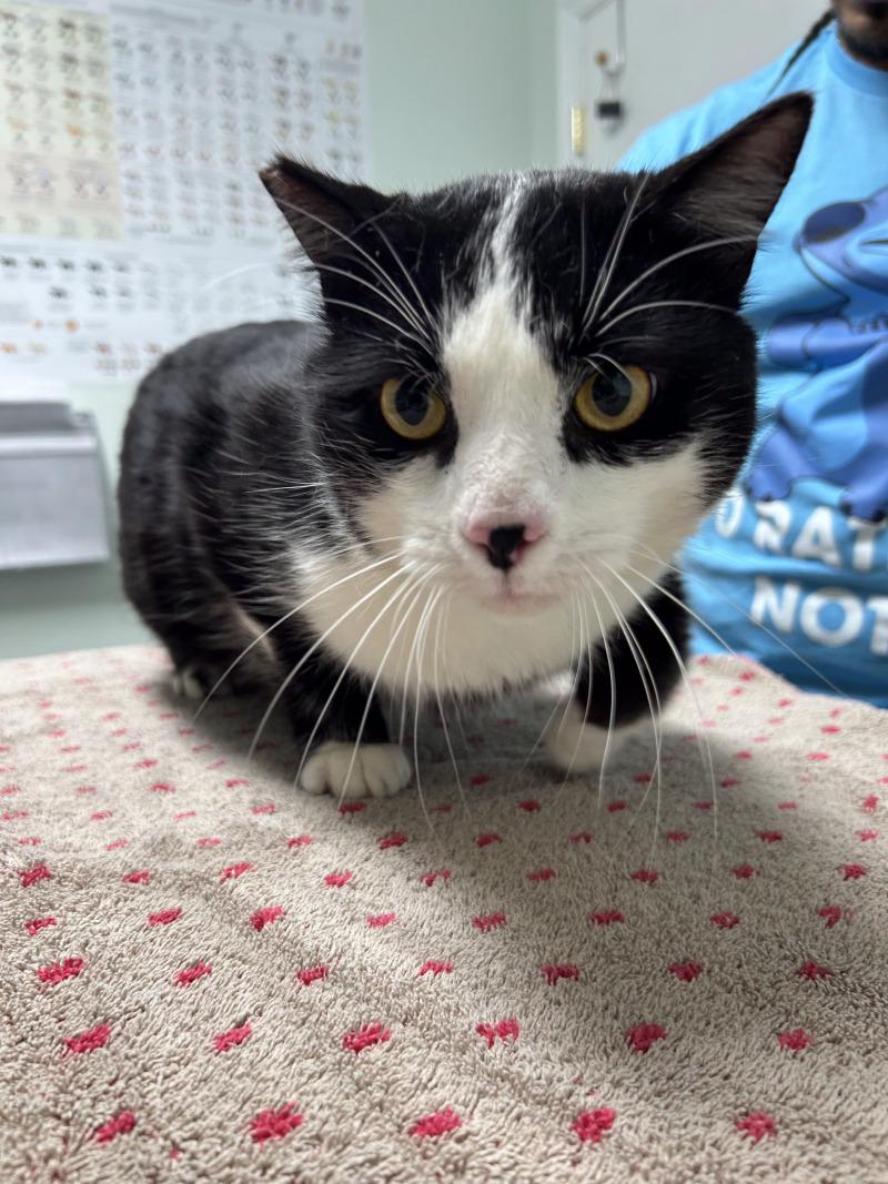 Adam, Adoptable, Adult Male Domestic Short Hair.