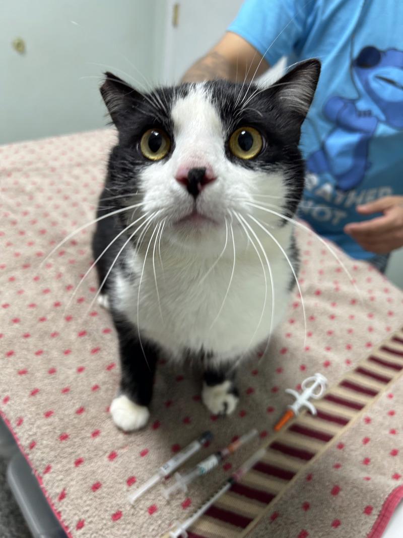 Adam, a Adoptable Domestic Short Hair in Diamond Springs, CA image 2/2