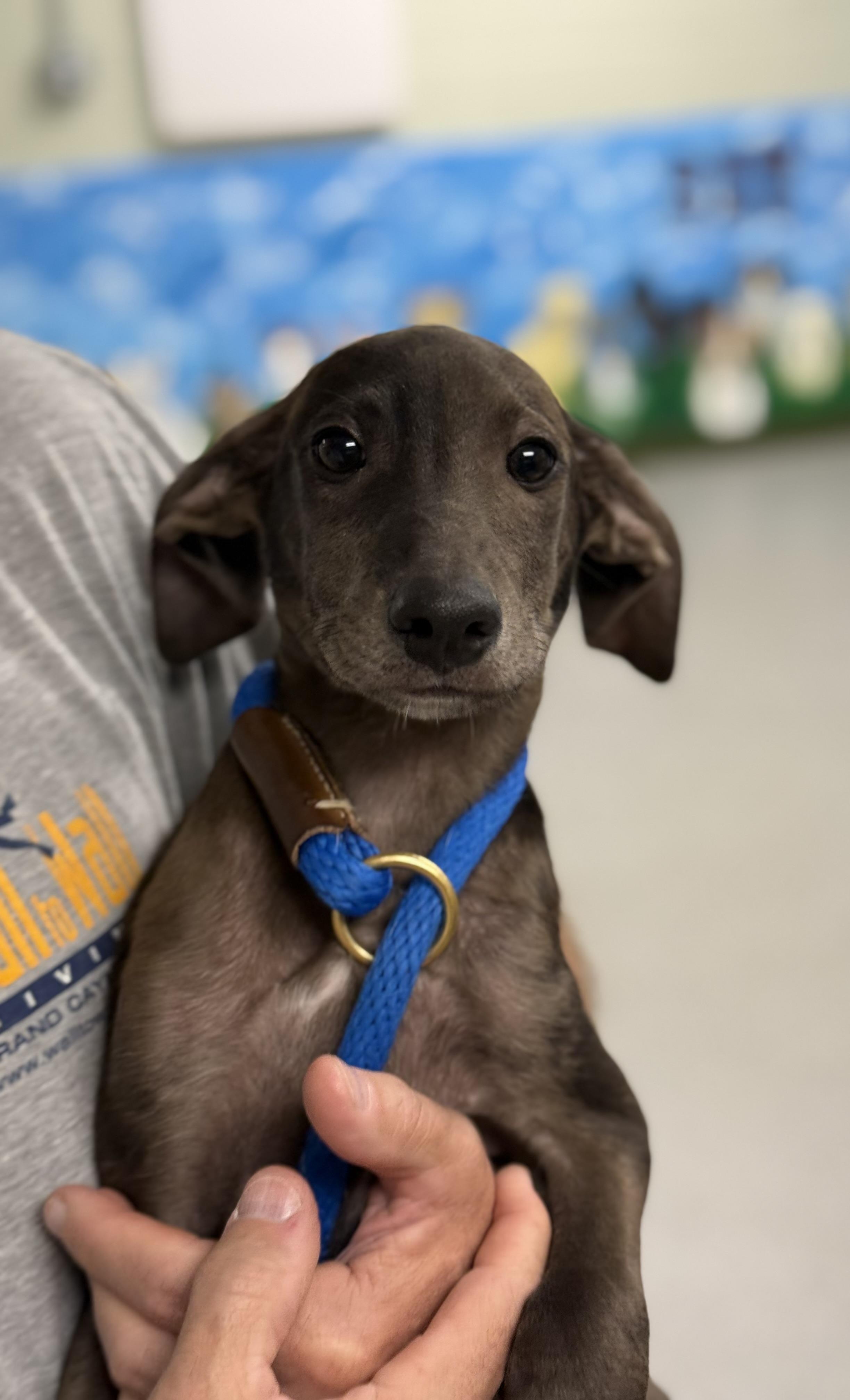 Graham, a ADOPTABLE mixed breed in Milford, CT image 3/6