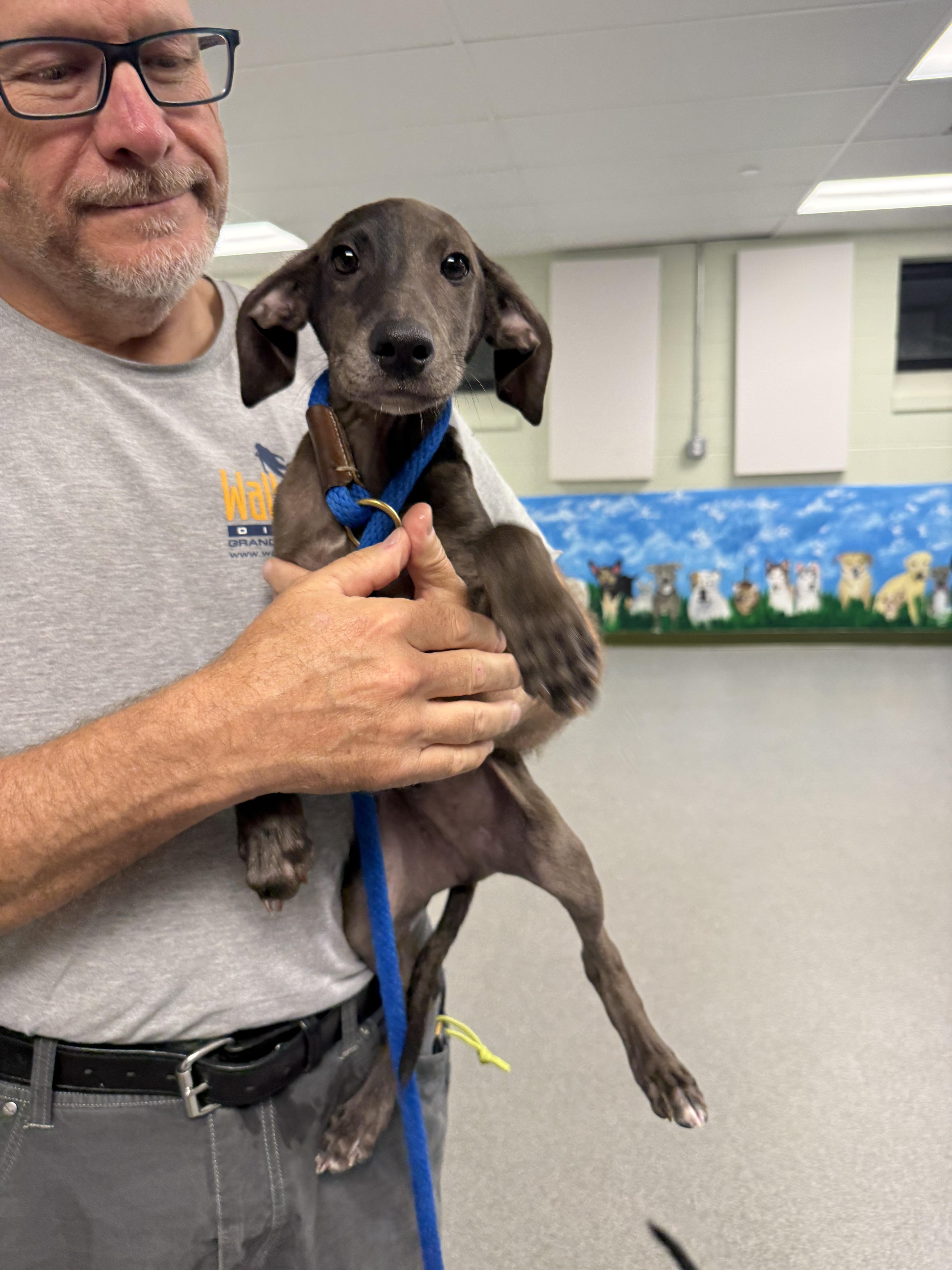 Graham, a ADOPTABLE mixed breed in Milford, CT image 5/6