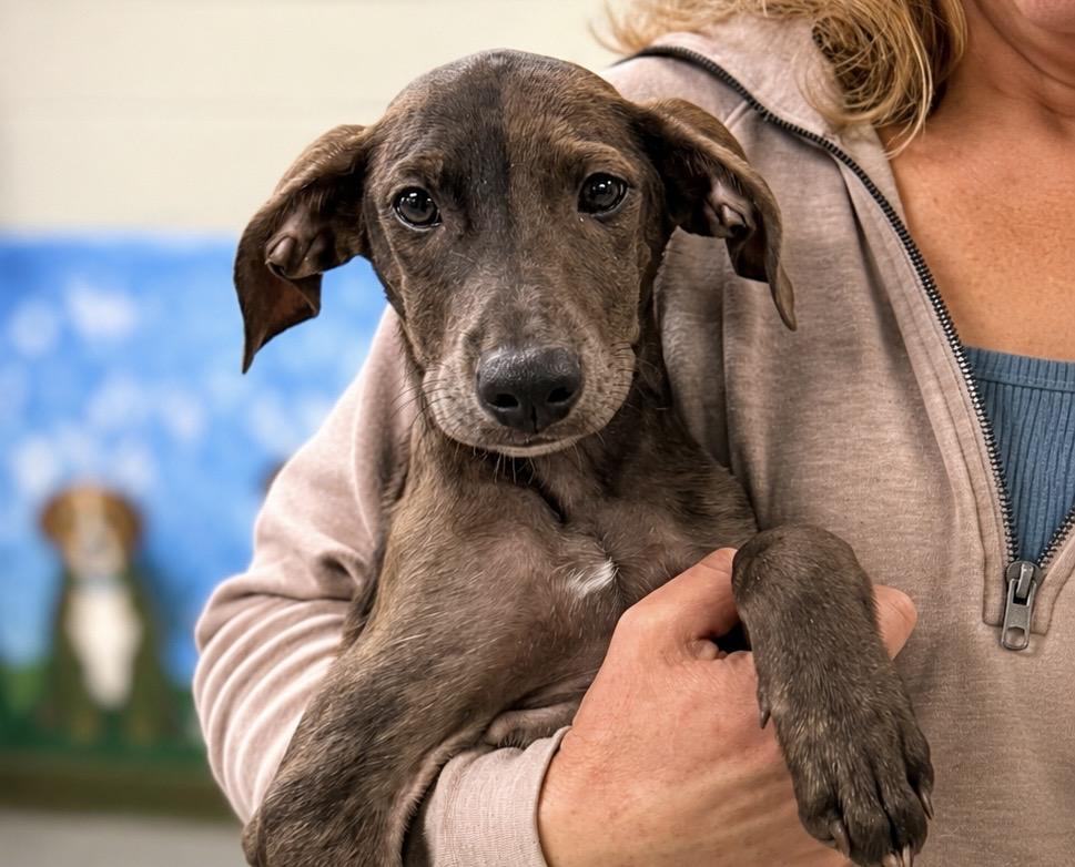 Graham, a ADOPTABLE mixed breed in Milford, CT image 4/6