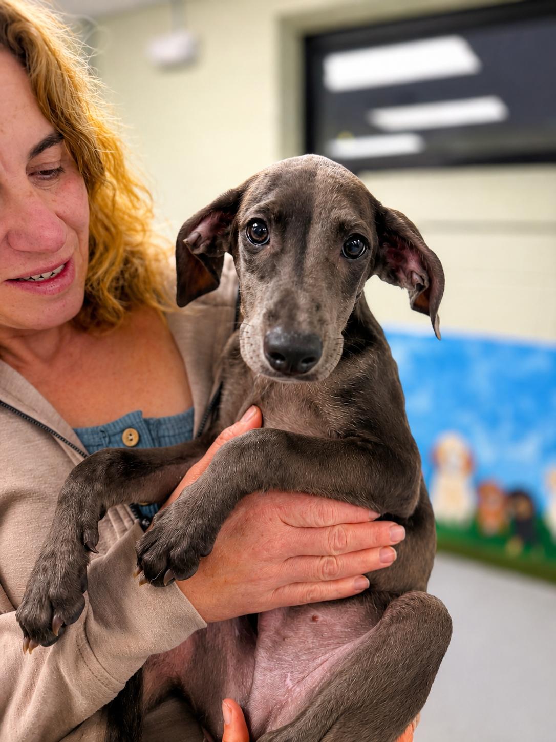 Graham, ADOPTABLE, Puppy Male Beagle & Whippet.