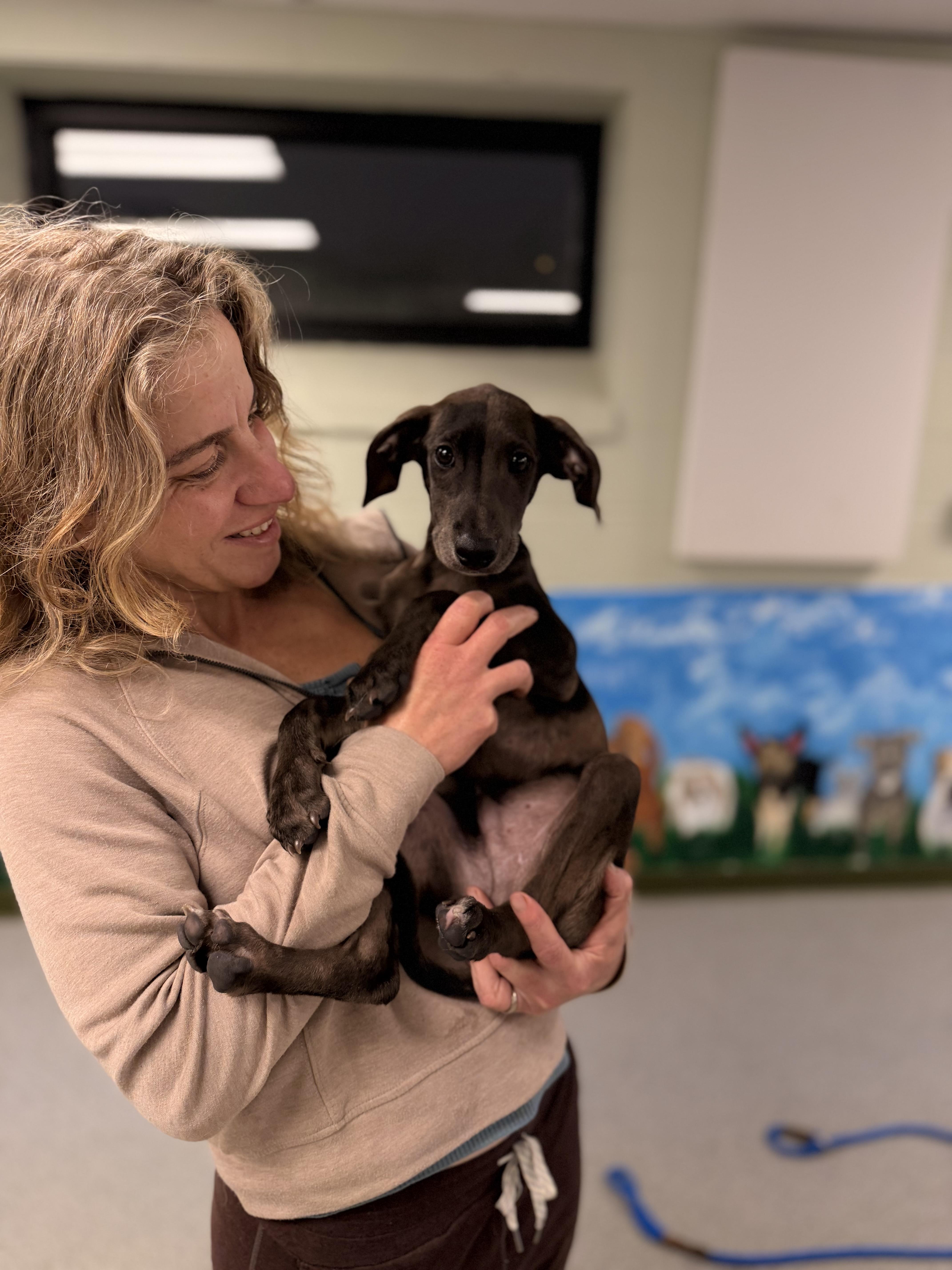 Graham, a ADOPTABLE mixed breed in Milford, CT image 2/6