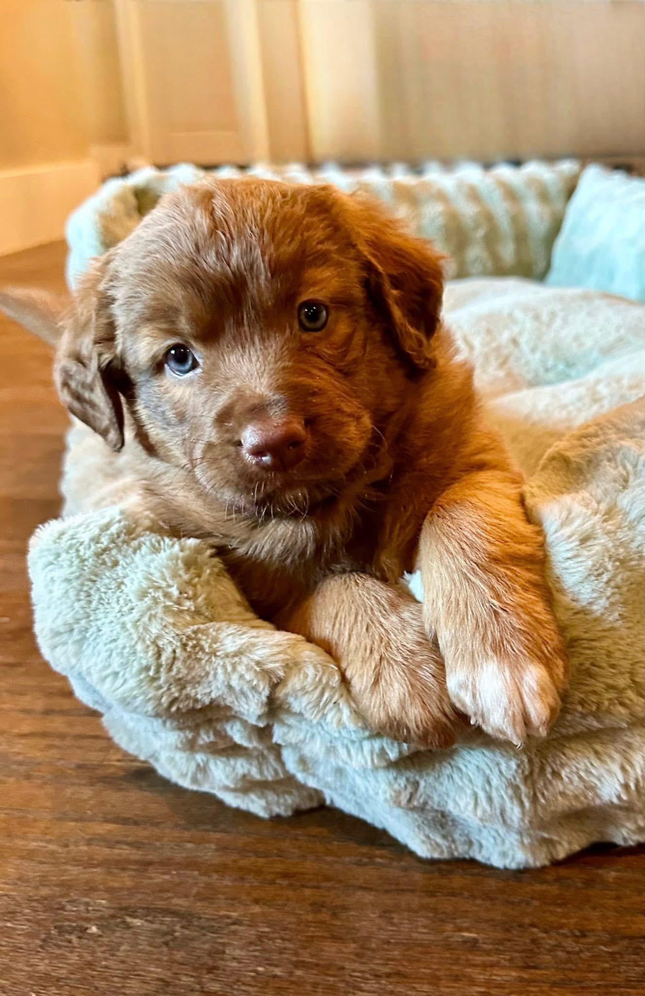 Enlarge Kenzie, a ADOPTABLE mixed breed in Rockwall, TX image 2/3