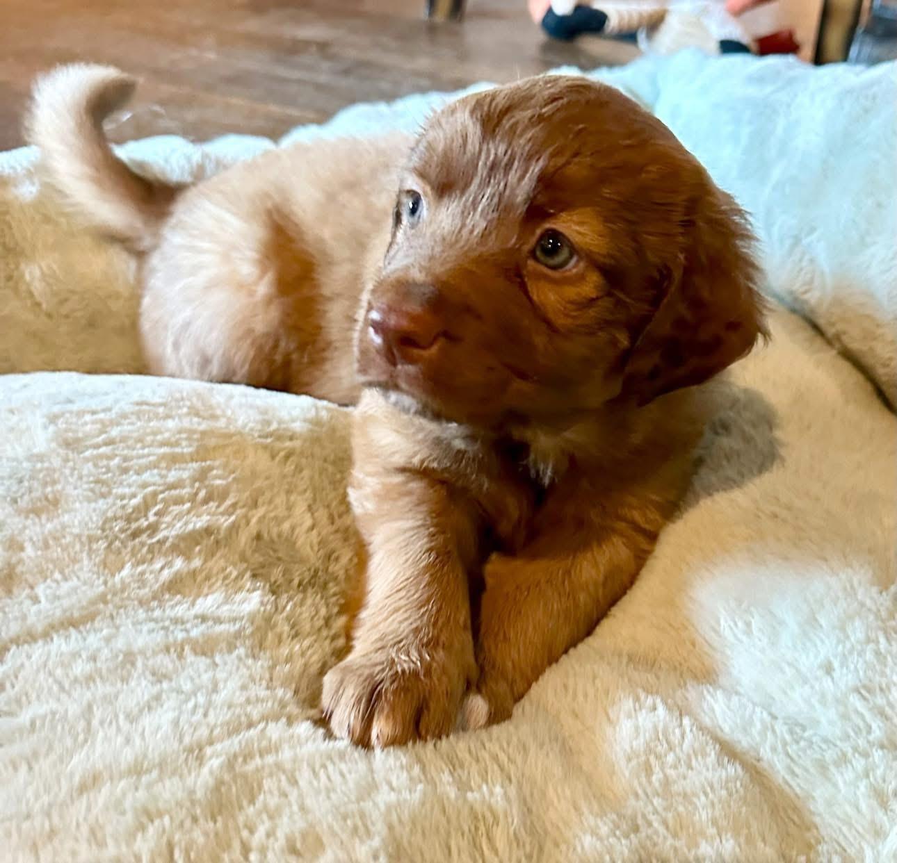 Kenzie, ADOPTABLE, Puppy Female Australian Shepherd.