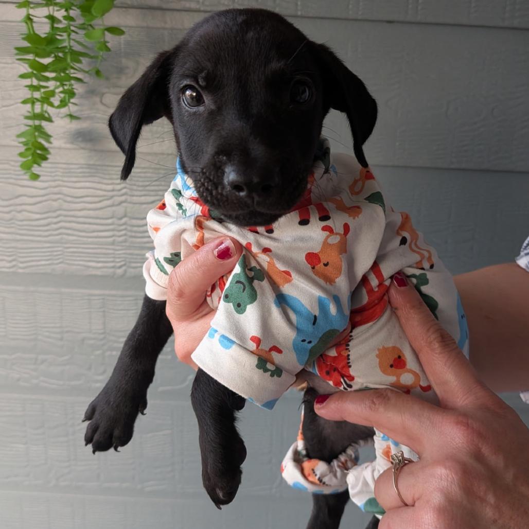 Lil Boy, Adoptable, Puppy Male Black Labrador Retriever.
