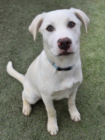 Enlarge Brian, a Adoptable mixed breed in Fresno, CA image 1/3