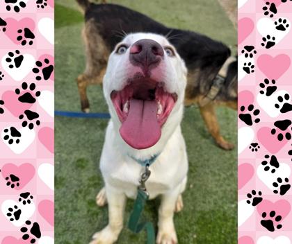 Enlarge Brian, a Adoptable mixed breed in Fresno, CA image 2/3