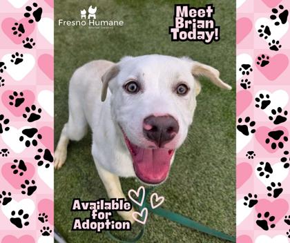 Enlarge Brian, a Adoptable mixed breed in Fresno, CA image 3/3