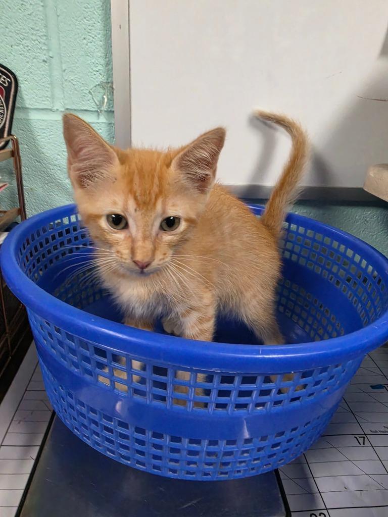 Enlarge Djinn, a Adoptable mixed breed in Rockport, TX image 1/2