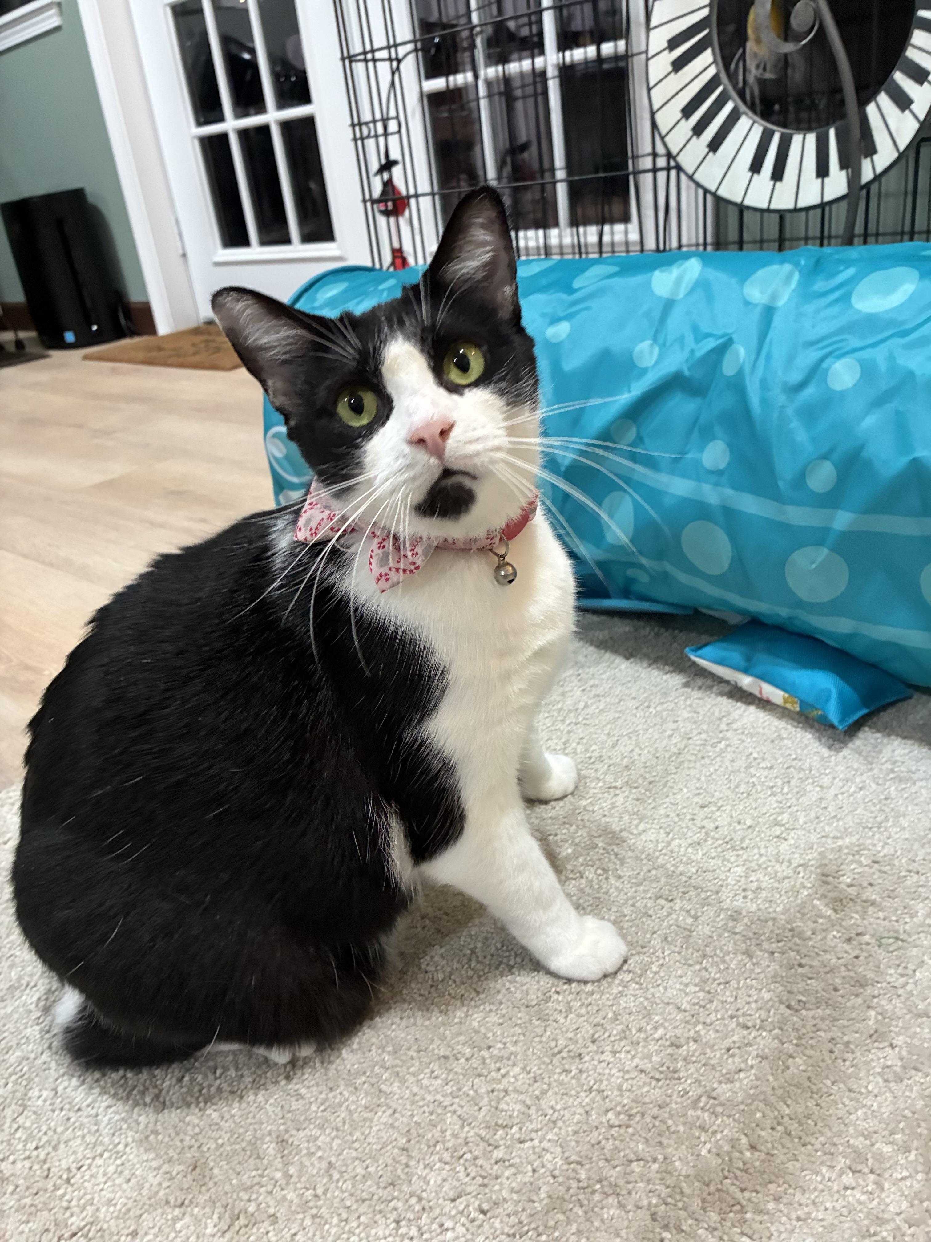 Enlarge Lotus, a Adoptable mixed breed in Sanford, NC image 5/5