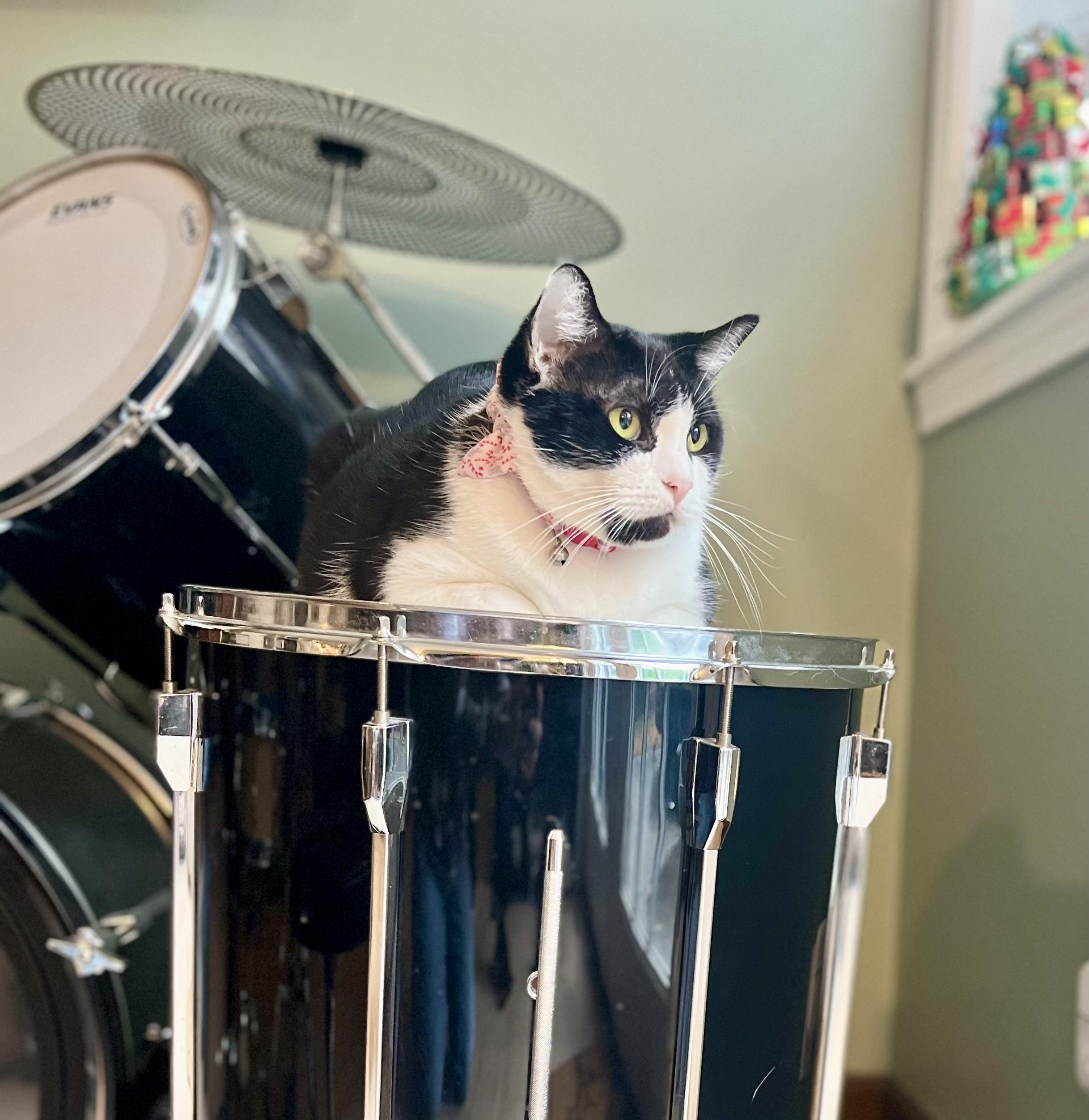 Lotus, Adoptable, Young Female Domestic Medium Hair.