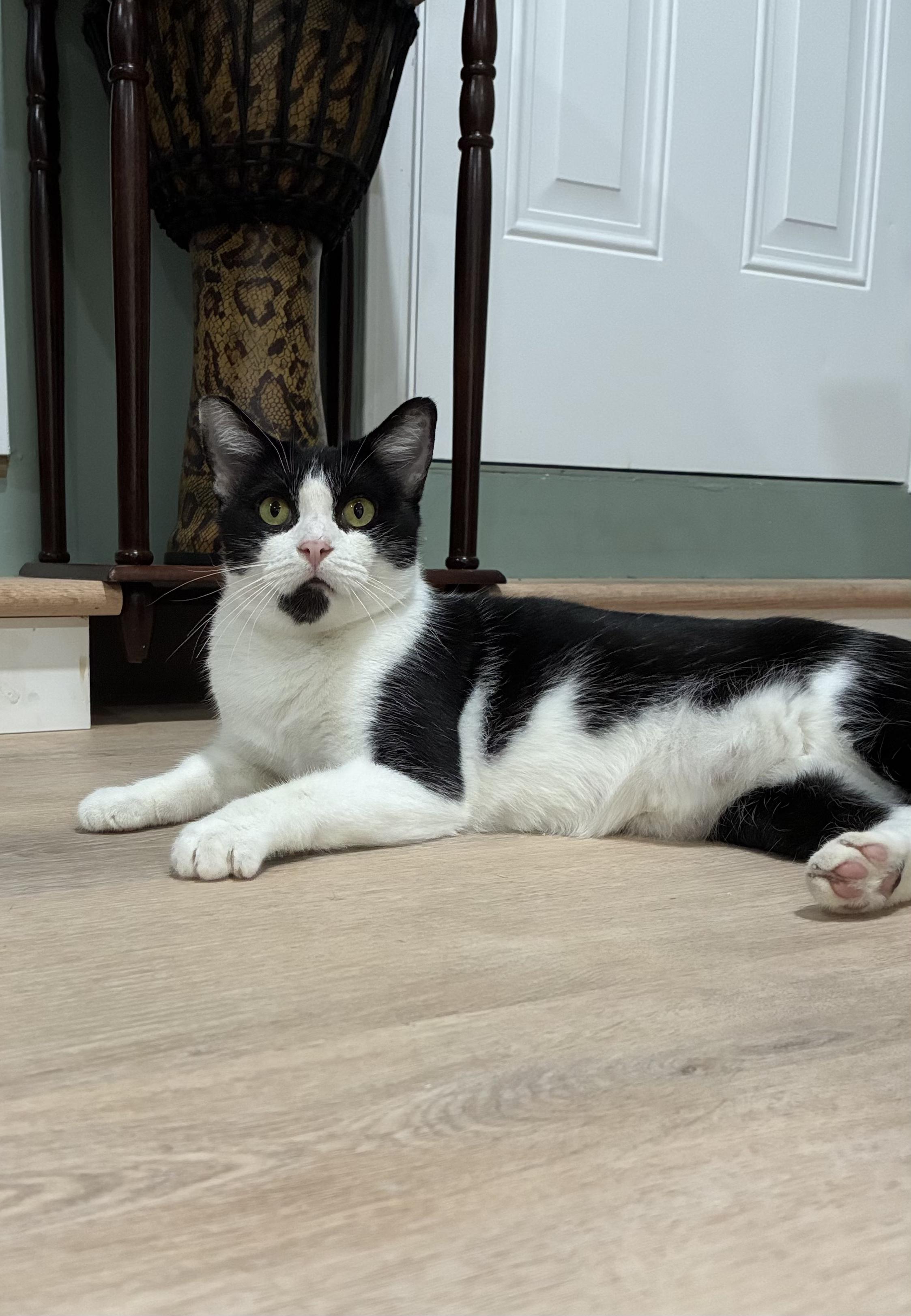 Lotus, Adoptable, Young Female Domestic Medium Hair.