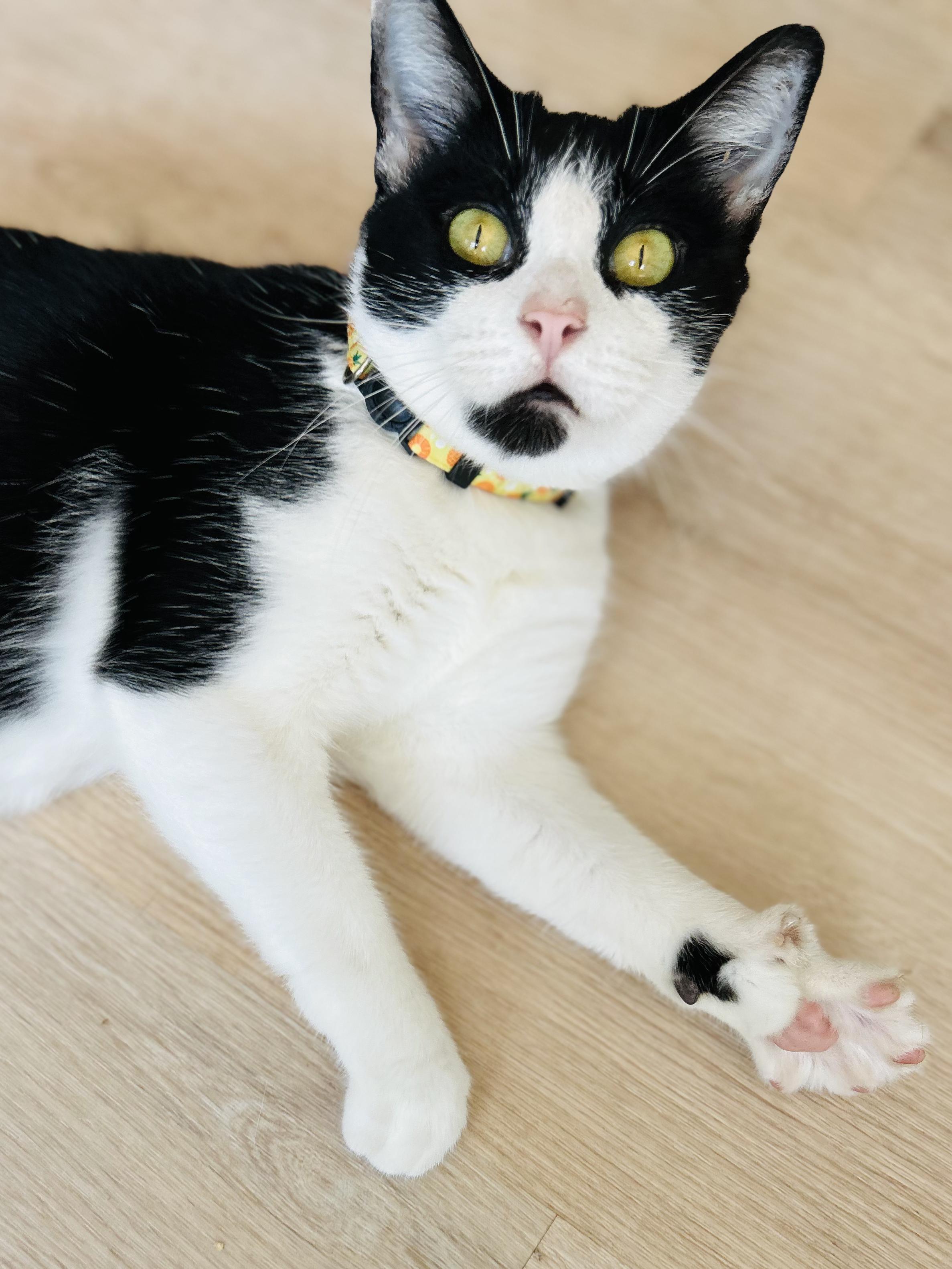 Enlarge Lotus, a Adoptable Domestic Medium Hair in Sanford, NC image 2/3