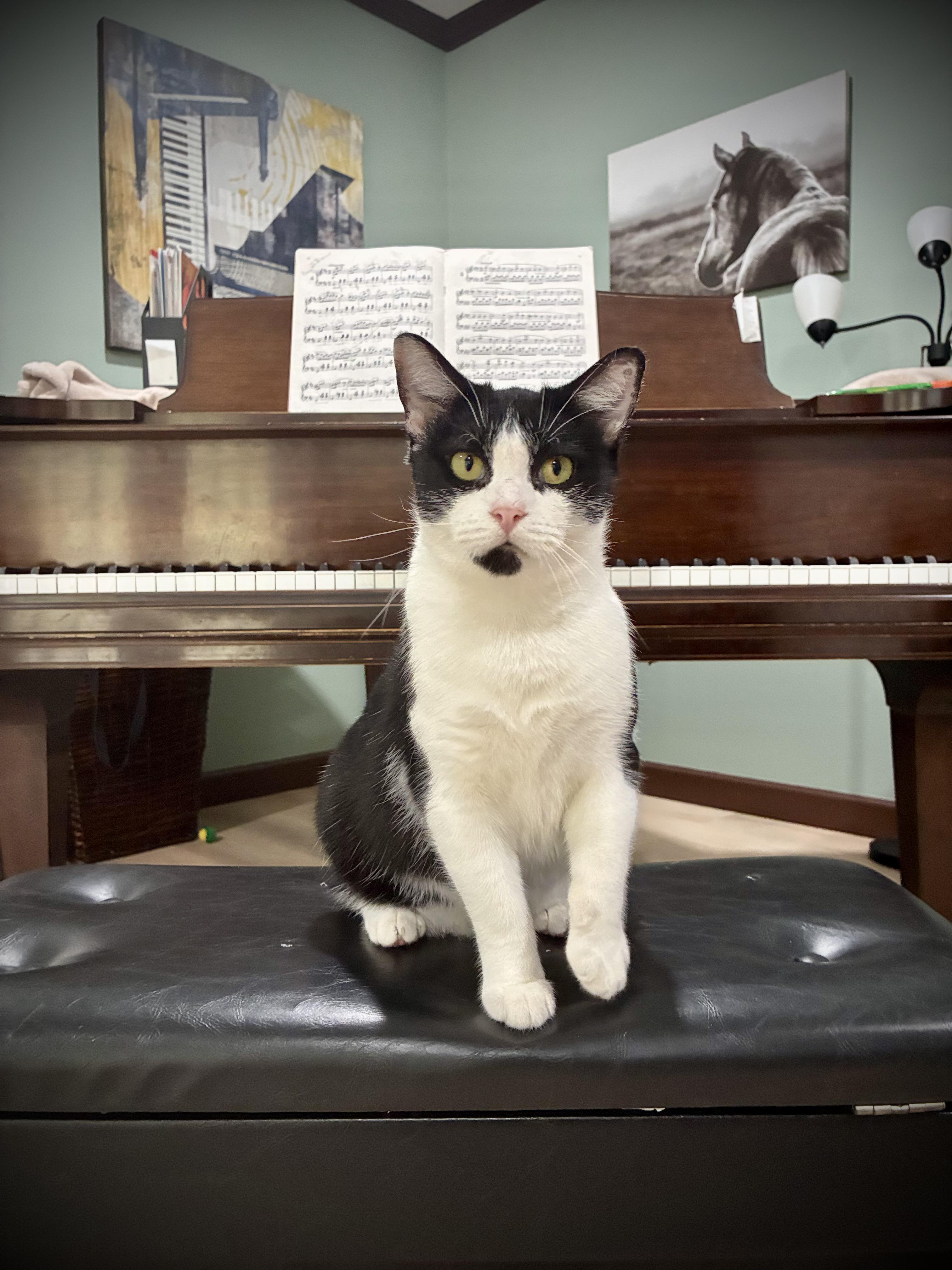 Enlarge Lotus, a Adoptable Domestic Medium Hair in Sanford, NC image 3/3