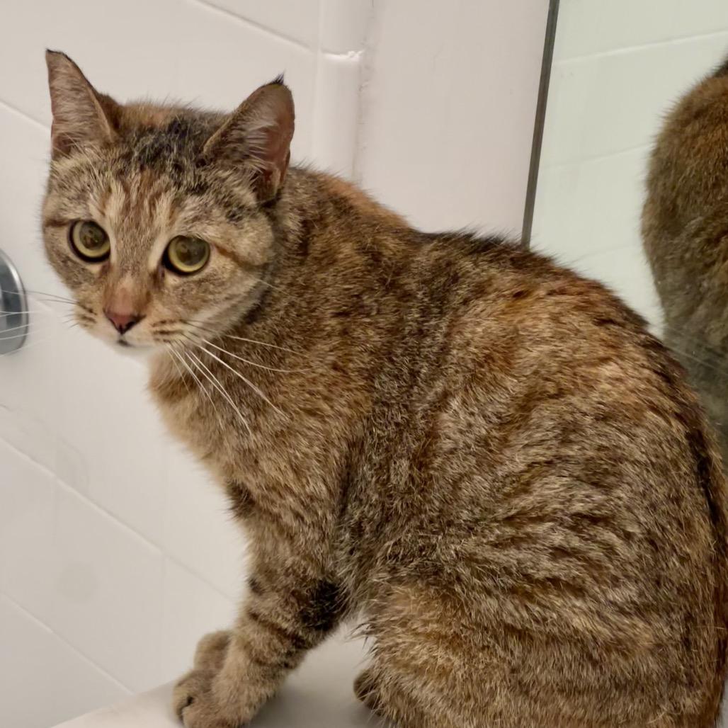 Gertie, Adoptable, Adult Female Domestic Short Hair.