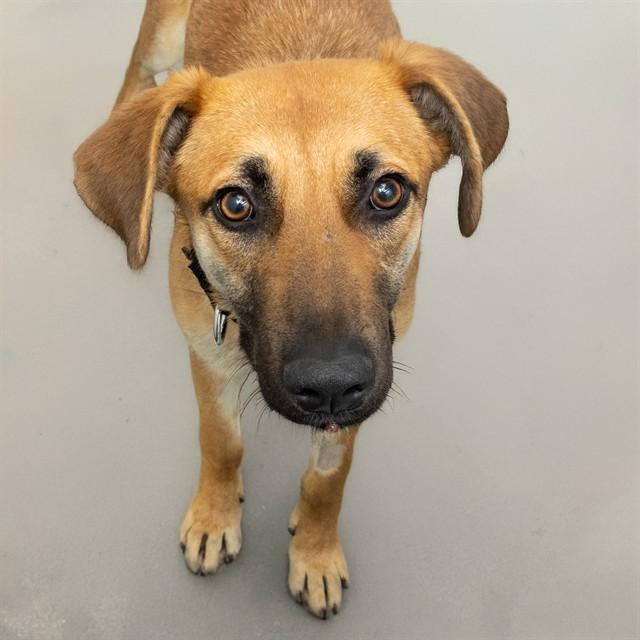 MAGPIE, Adoptable, Young Female Black Mouth Cur & Mixed Breed.