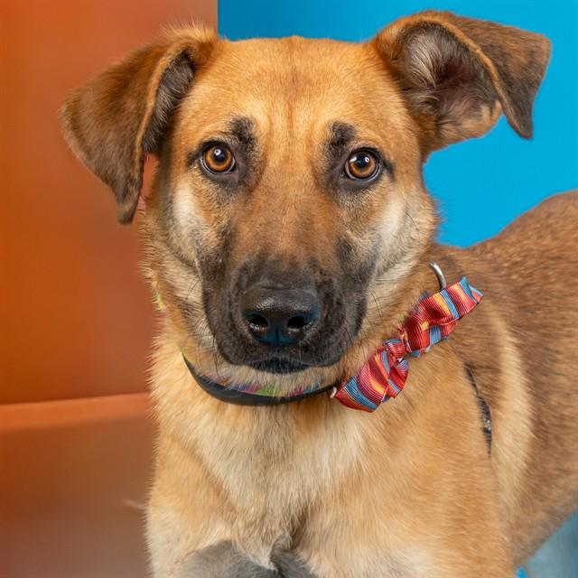 Enlarge MAGPIE, a Adoptable mixed breed in Saint Louis, MO image 1/1