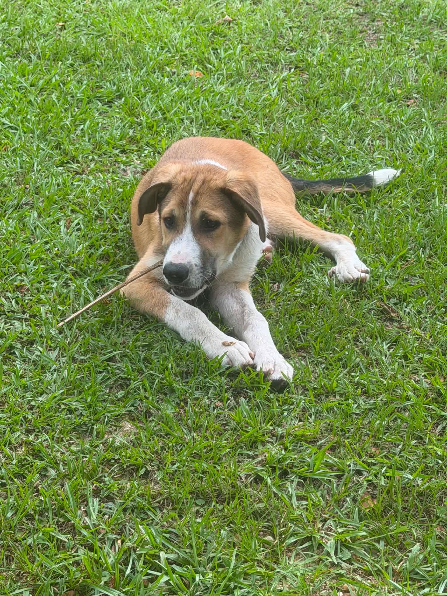 Buddy, ADOPTABLE, Puppy Male Great Pyrenees.