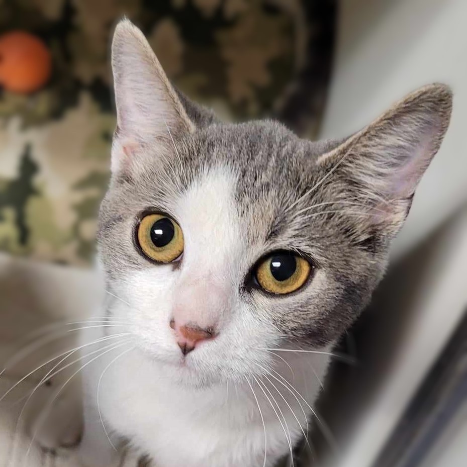 Violet — thumbnail 2