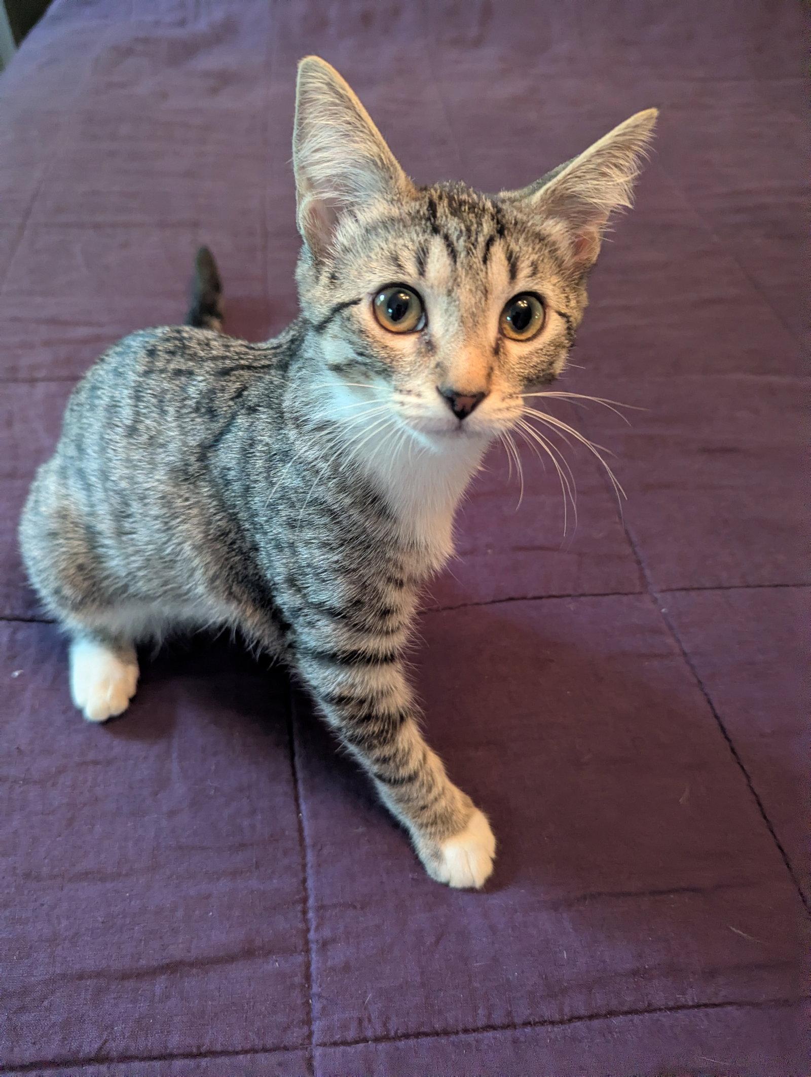 Enlarge Kahlo - KITTEN, a Adoptable Domestic Short Hair in Alexandria, VA image 1/3