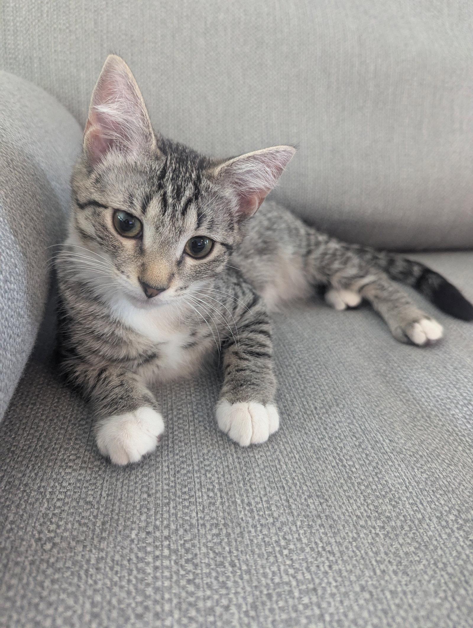 Enlarge Kahlo - KITTEN, a Adoptable Domestic Short Hair in Alexandria, VA image 2/3