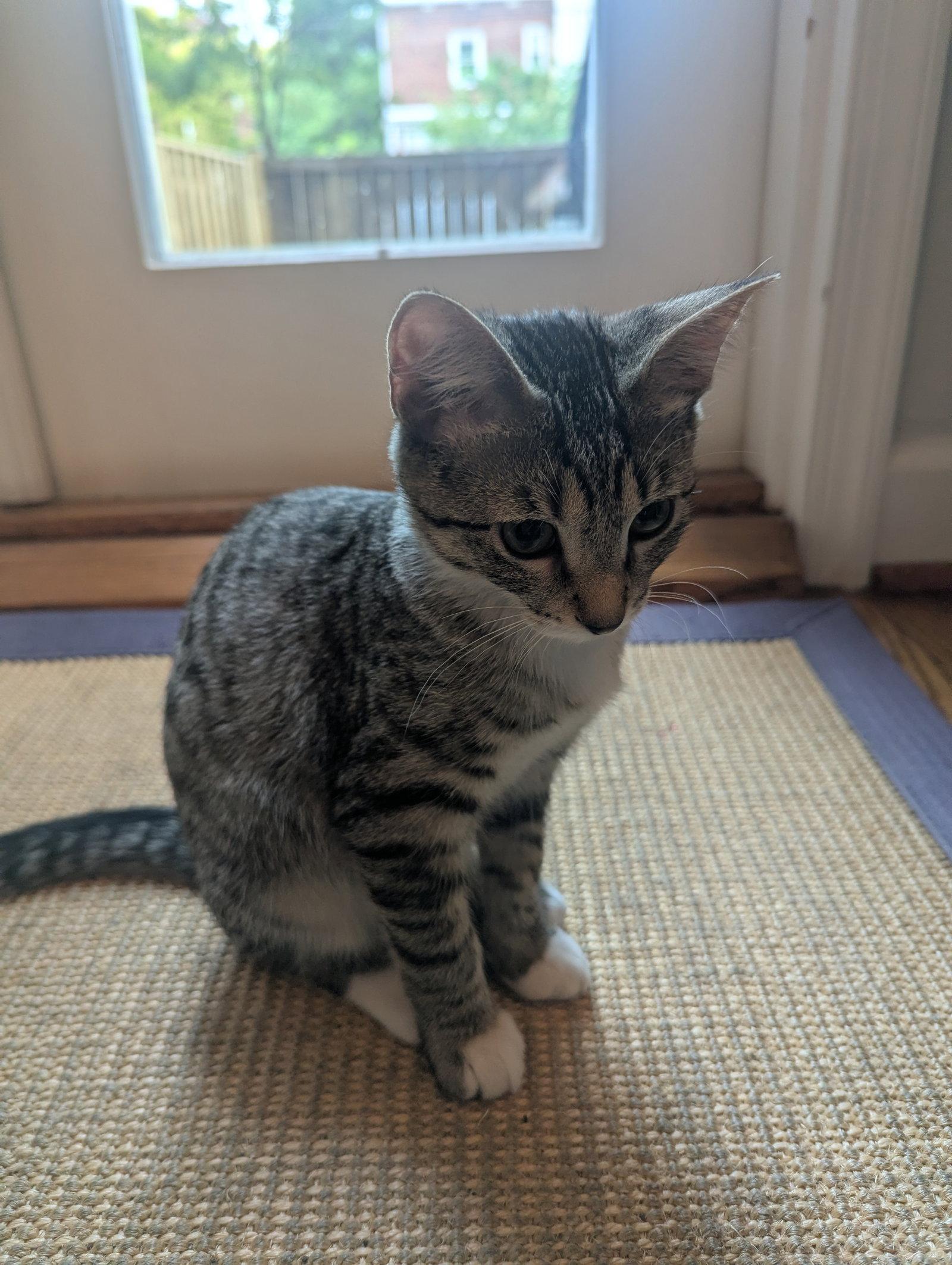Enlarge Kahlo - KITTEN, a Adoptable Domestic Short Hair in Alexandria, VA image 3/3
