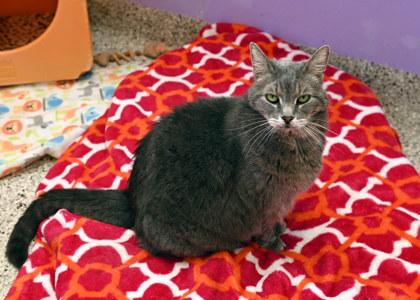 Enlarge Gracie, a Adoptable mixed breed in Baton Rouge, LA image 1/2
