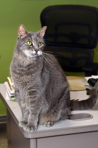 Gracie, Adoptable, Senior Female Domestic Short Hair & Domestic Short Hair.