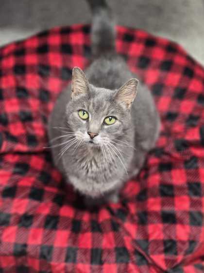 Gracie, a Adoptable mixed breed in Baton Rouge, LA image 2/2