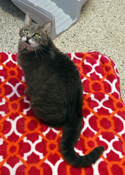 Enlarge Gracie, a Adoptable mixed breed in Baton Rouge, LA image 2/2