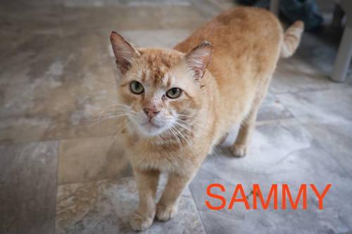 Sammy (fcid# // - thumbnail 2