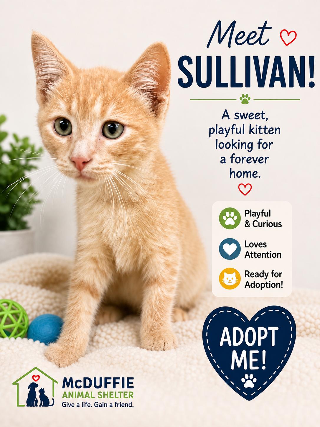 Sullivan, adopted, Kitten Male Domestic Short Hair.