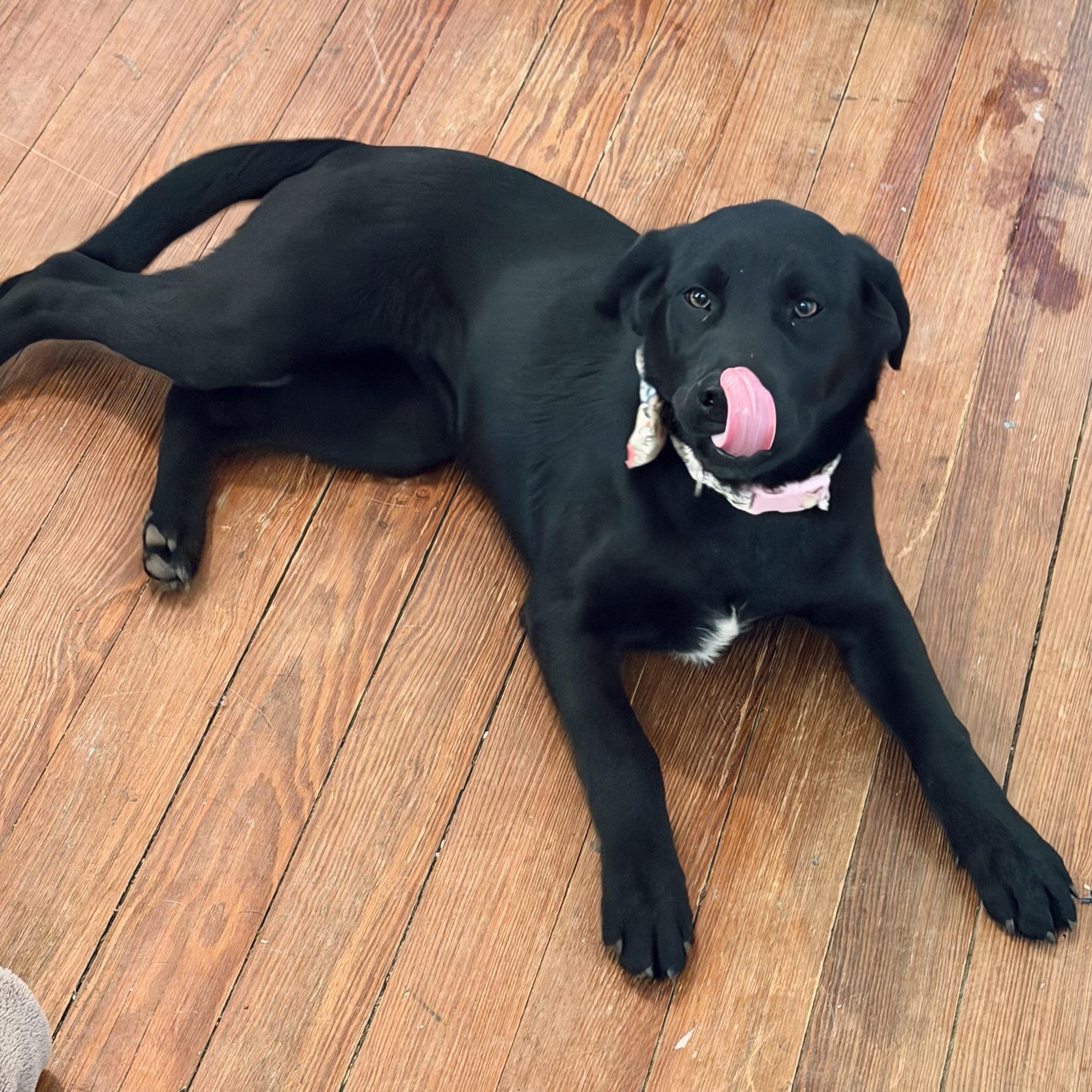 Millie, an adopted mixed breed in Seguin, TX image 2/4