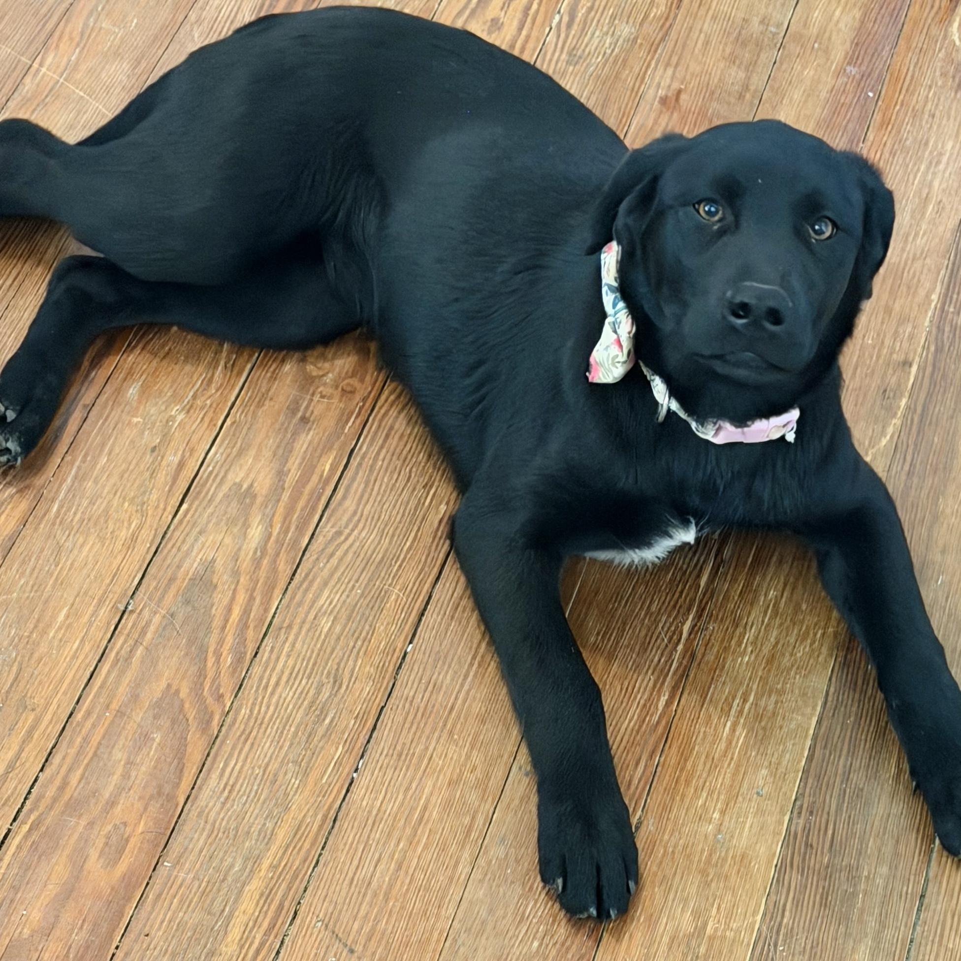 Millie, an adopted mixed breed in Seguin, TX image 1/4