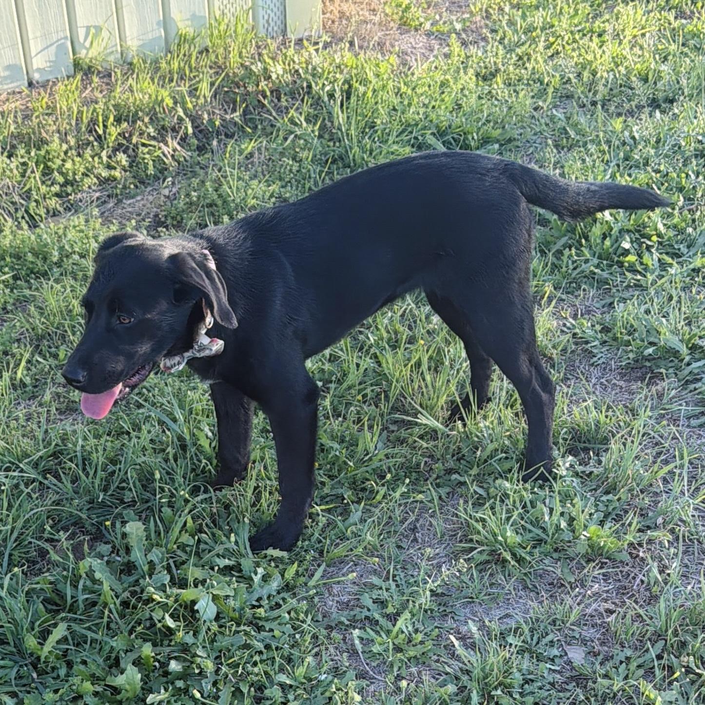Millie, an adopted mixed breed in Seguin, TX image 3/4