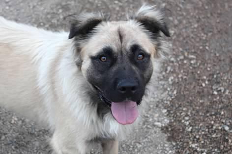 Dune, Adoptable, Young Male Mastiff.