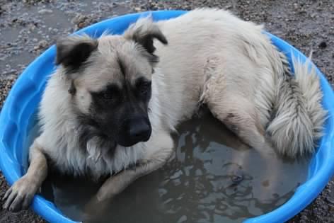 Enlarge Dune, a Adoptable mixed breed in Pierre, SD image 2/3