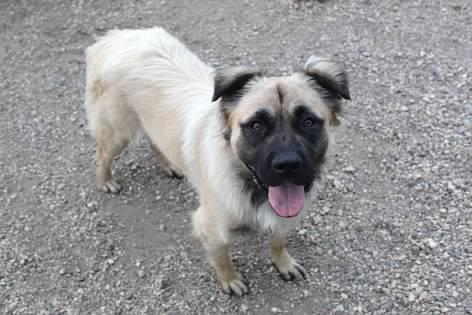 Enlarge Dune, a Adoptable mixed breed in Pierre, SD image 3/3