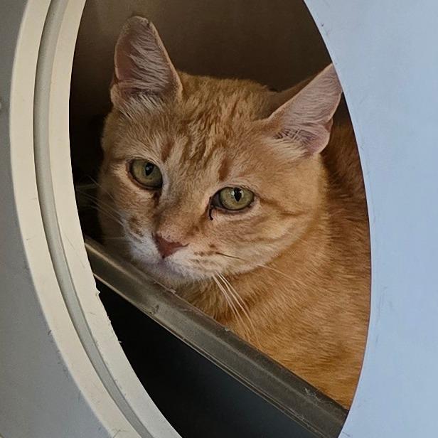 Penelope New Mexico, a Adoptable Domestic Short Hair in Denver, CO image 1/6