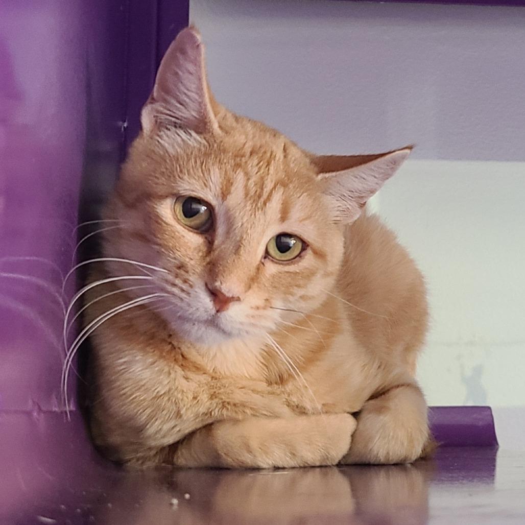 Penelope New Mexico, a Adoptable Domestic Short Hair in Denver, CO image 3/6