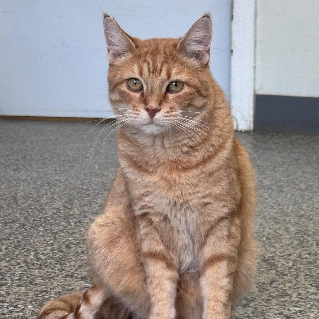 Penelope New Mexico, a Adoptable Domestic Short Hair in Denver, CO image 3/6