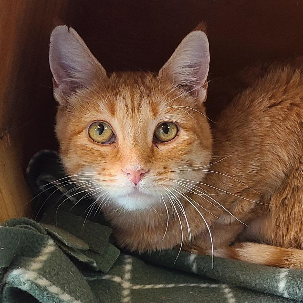 Penelope New Mexico, a Adoptable Domestic Short Hair in Denver, CO image 4/6