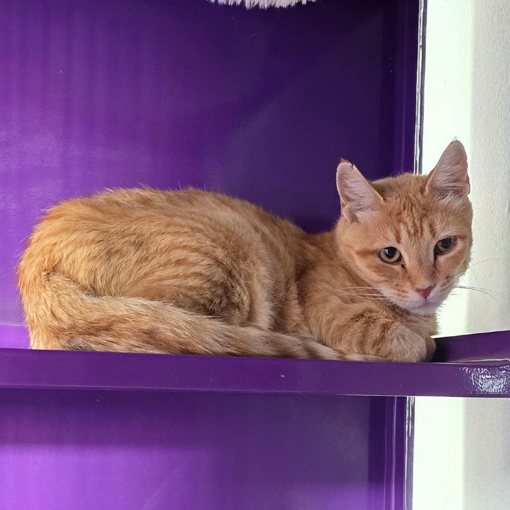 Penelope New Mexico, a Adoptable Domestic Short Hair in Denver, CO image 5/6