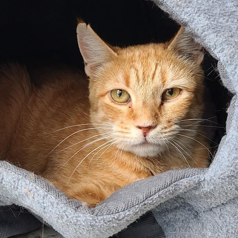 Penelope New Mexico, a Adoptable Domestic Short Hair in Denver, CO image 6/6