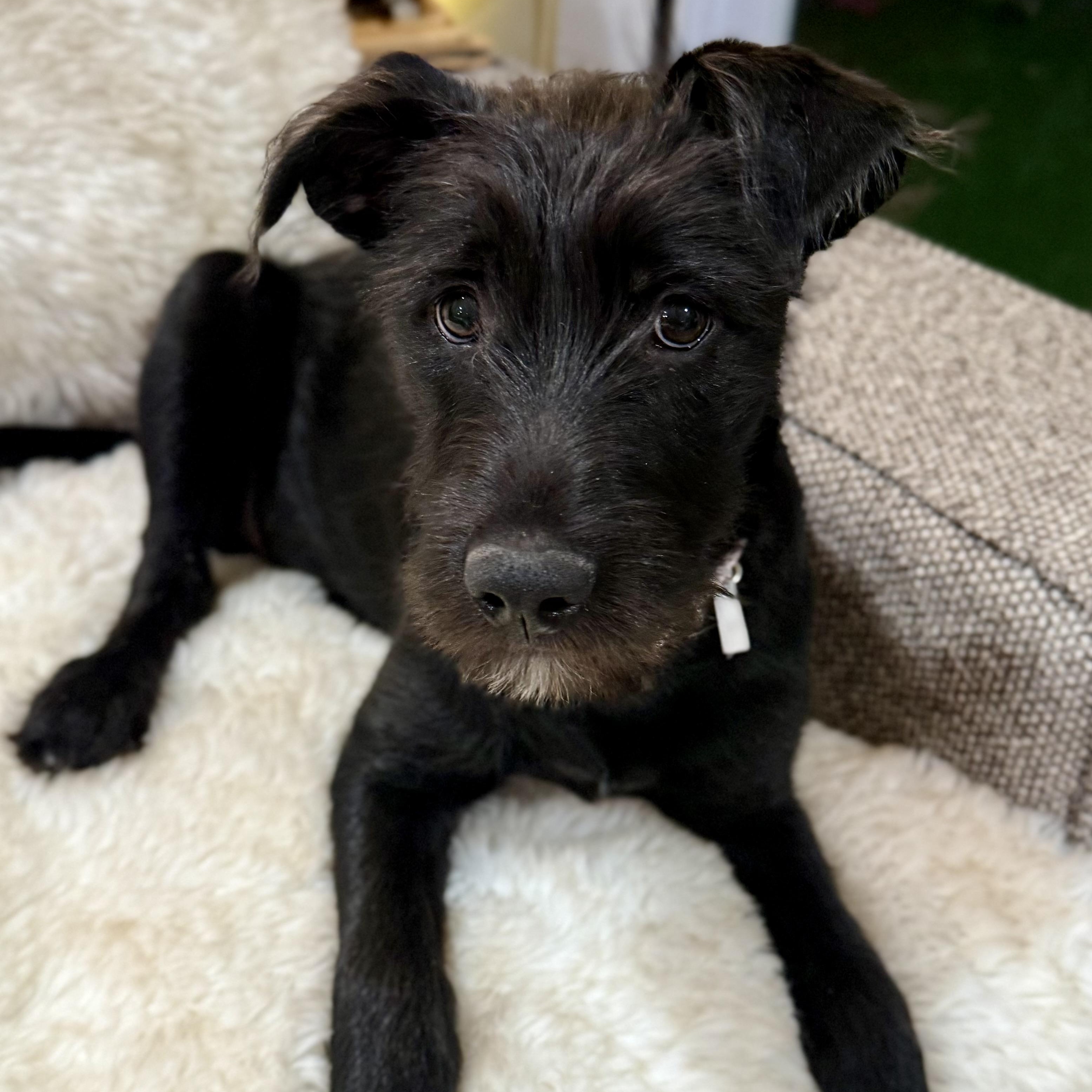 Enlarge Ella, an adopted mixed breed in Park Forest, IL image 3/6