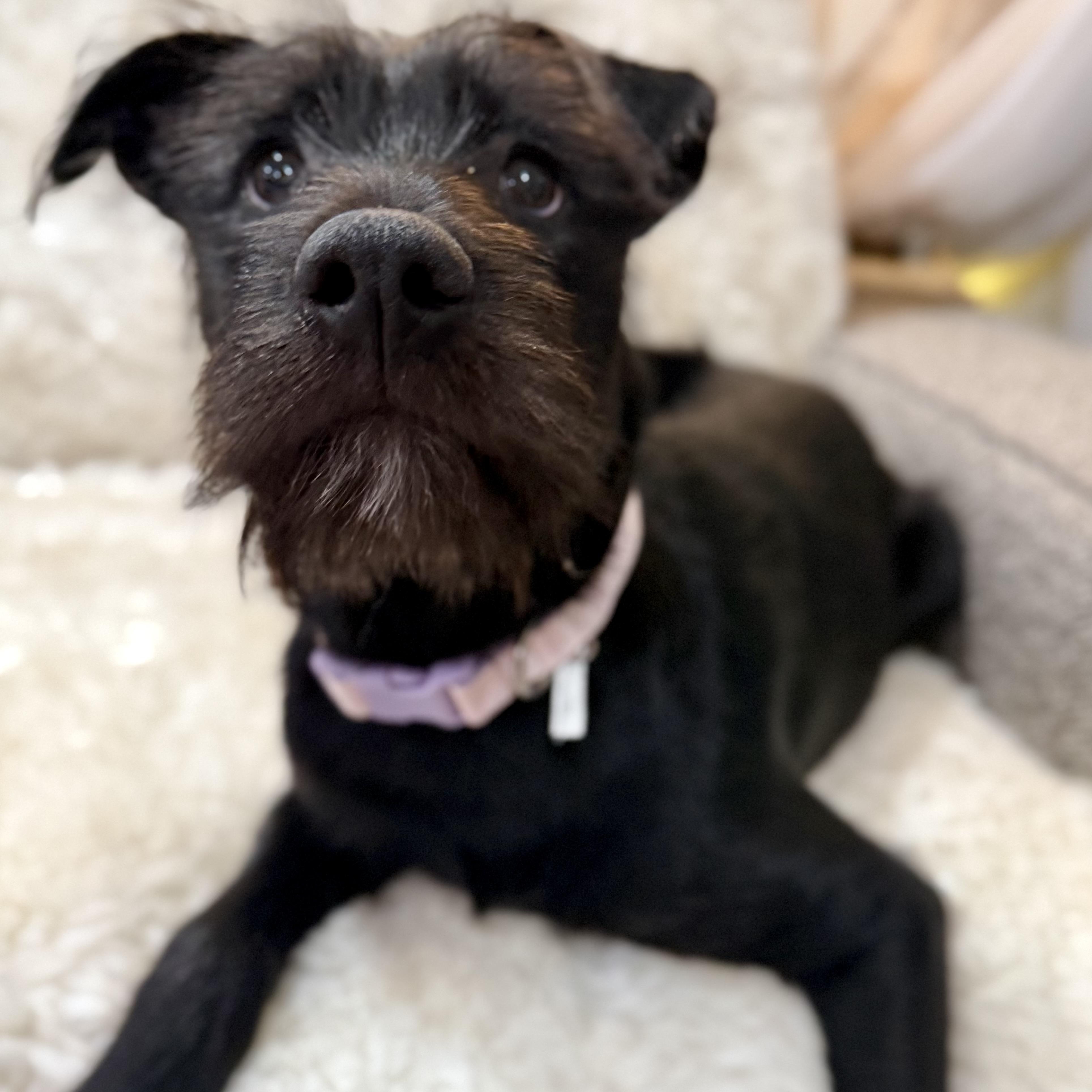 Enlarge Ella, an adopted mixed breed in Park Forest, IL image 4/6