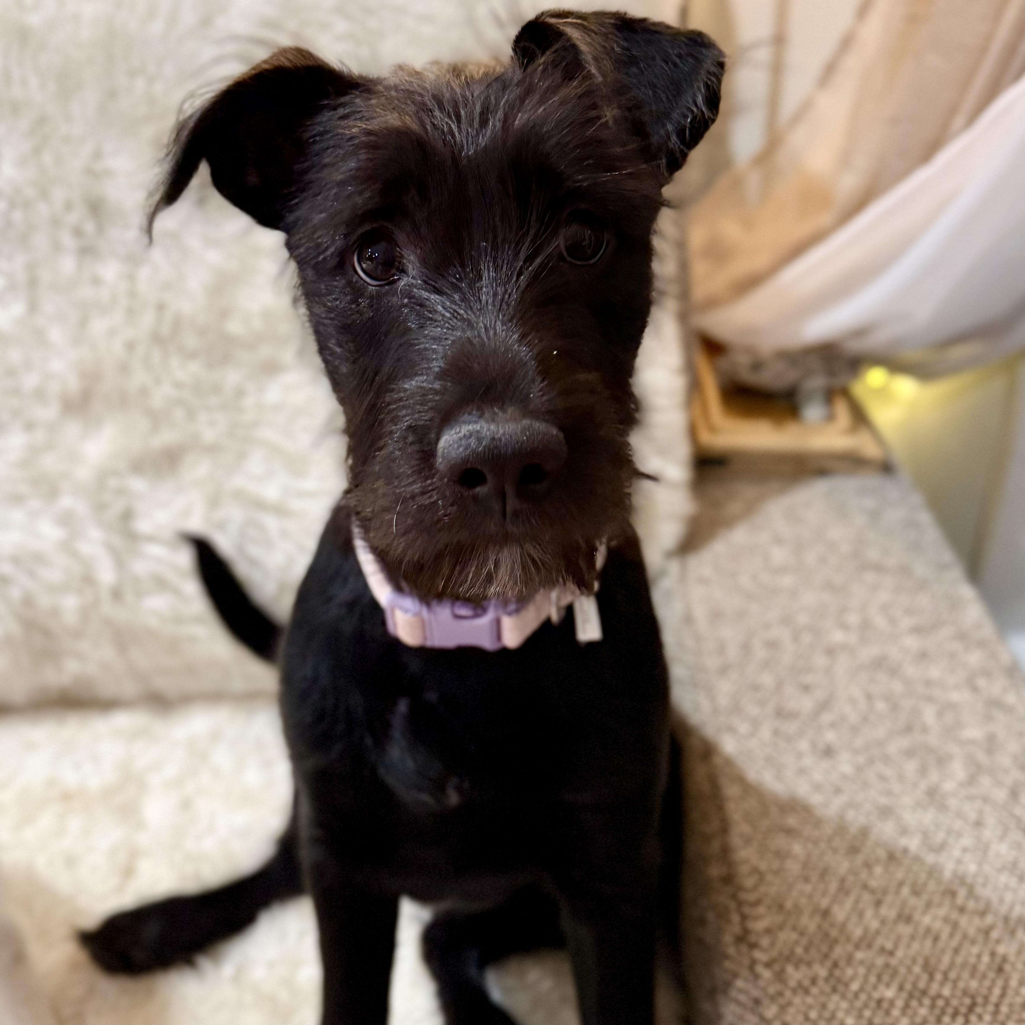 Enlarge Ella, an adopted mixed breed in Park Forest, IL image 2/6